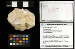 Foto (Objekt + Etiketten) von Pithonoton sp. 